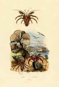 藻、1833-39